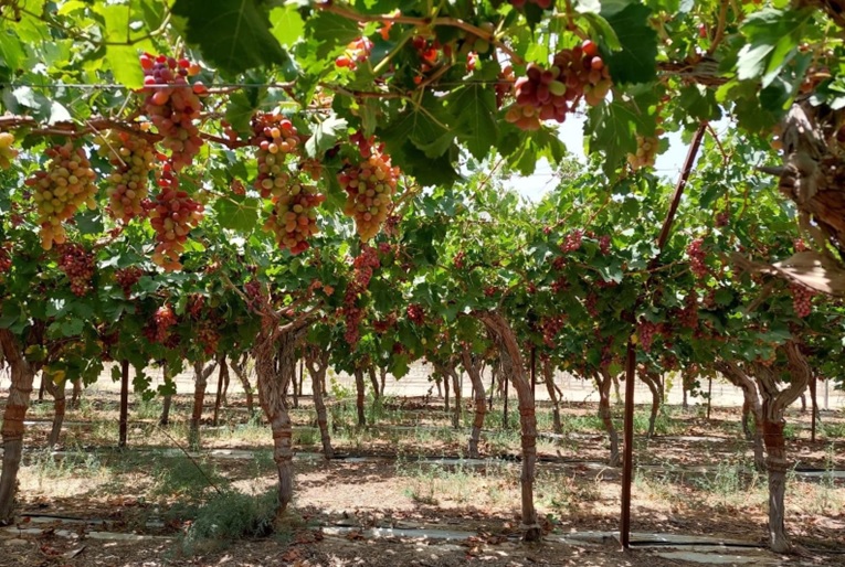 Winery Vineyard