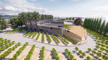 Vineyard bird-eye view