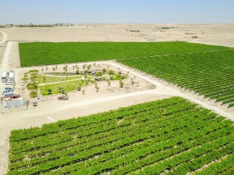 Vineyard bird-eye view