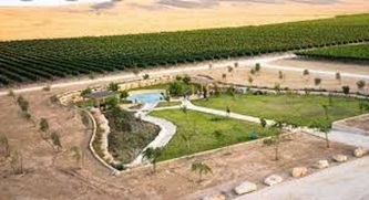 Vineyard bird-eye view