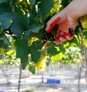 picking grapes